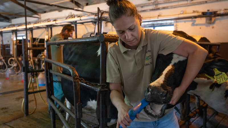 Woman feeding cows